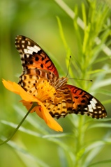 Beautiful butterfly (1)