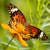 Beautiful butterfly (1)