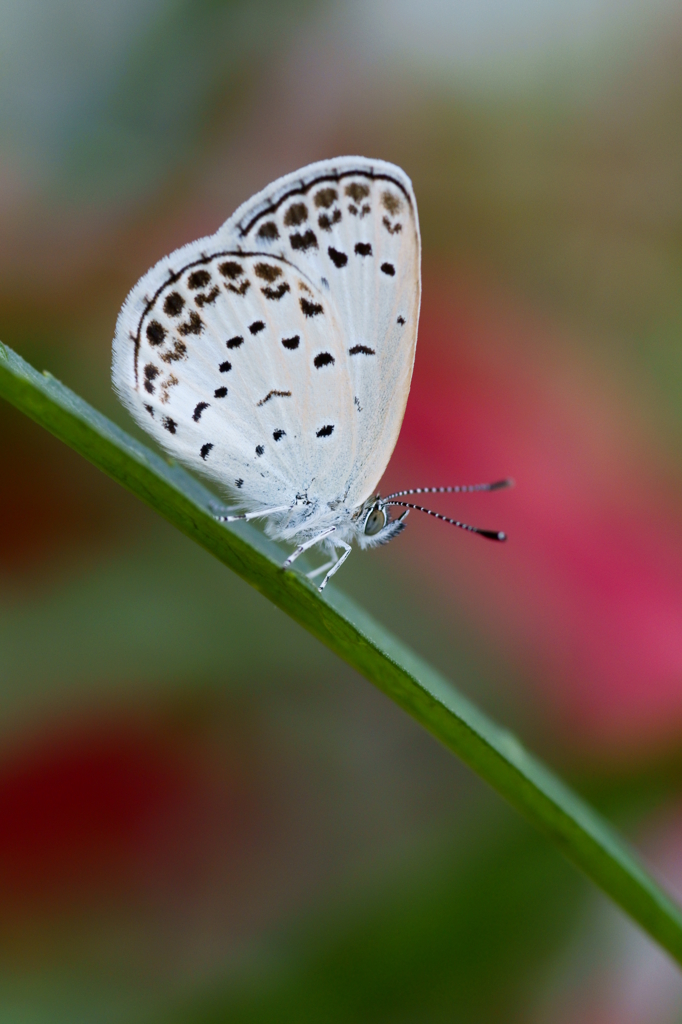 white angel