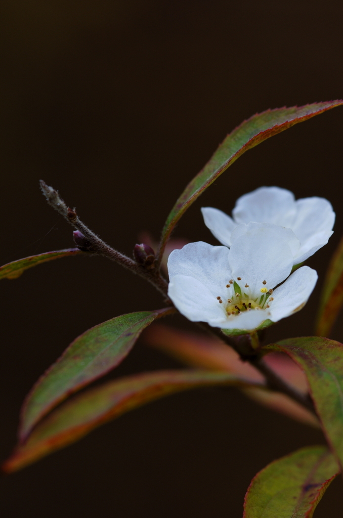 blooms in winter