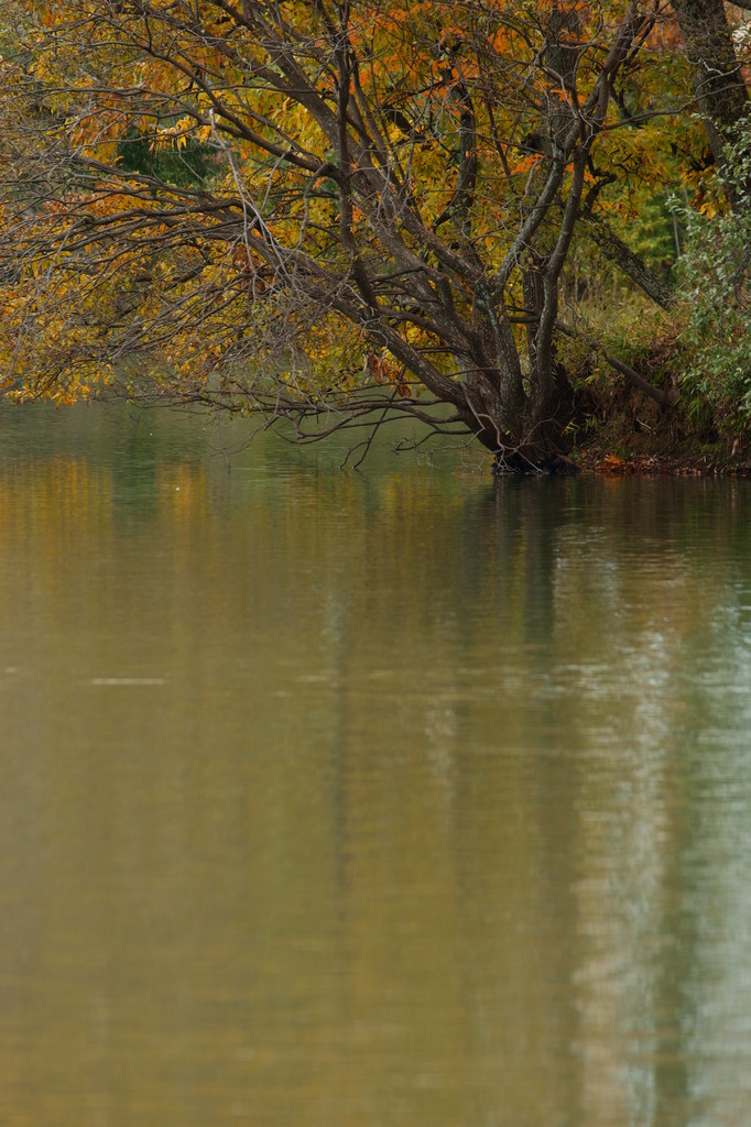 Pond and trees (1)