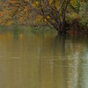 Pond and trees (1)