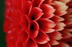 Petal