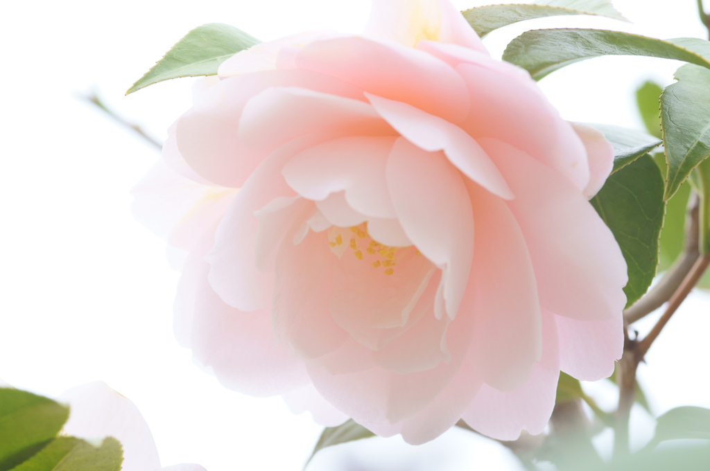 Gentle light (Camellia)