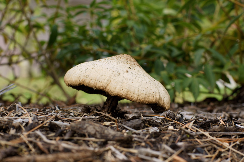 Big mushroom