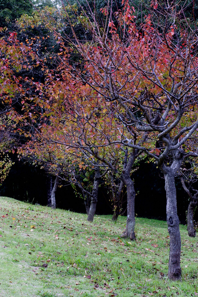 Scenery of autumn (4)