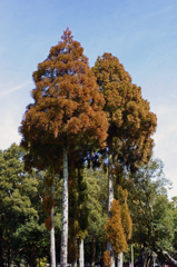 Cedar of Nara Park (2)