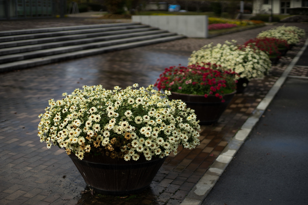 Landscape seen at a park (1)