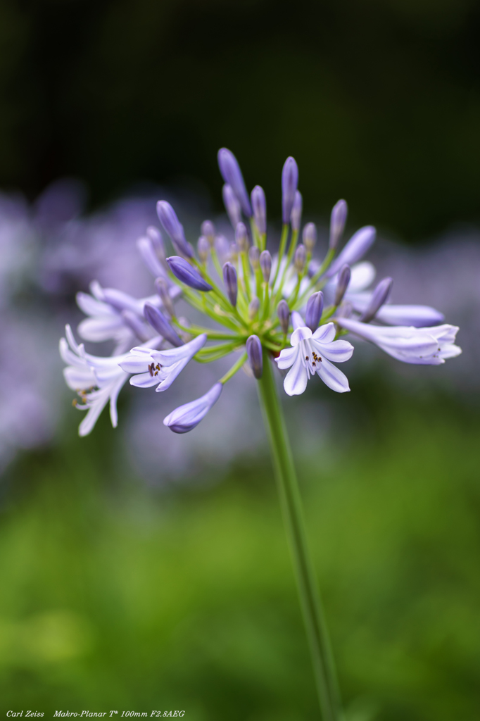 Agapanthus