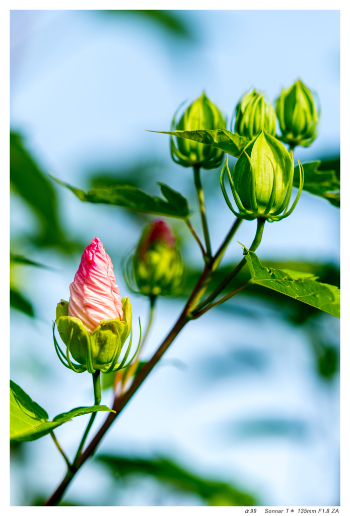 Buds