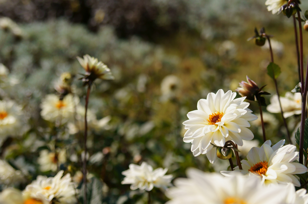 White flowers（Bokeh）