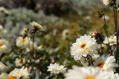 White flowers（Bokeh）