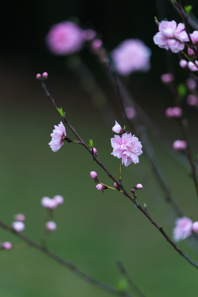 Peach blossom
