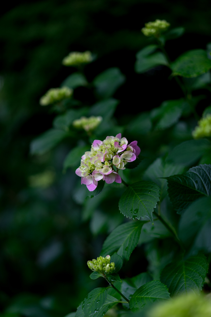 紫陽花