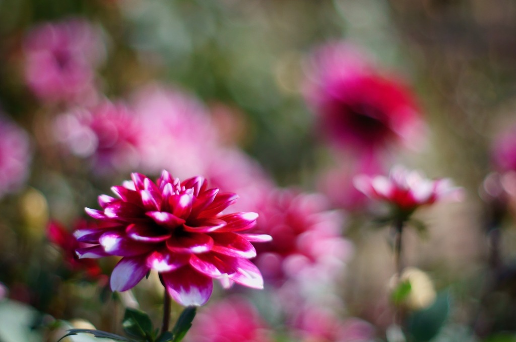 I like Bokeh