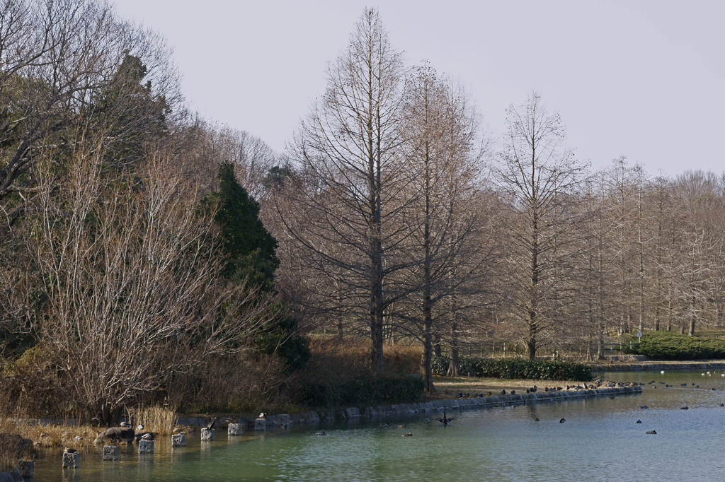 Trees of winter