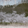 Row of cherry trees