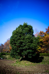 Green tree (1)