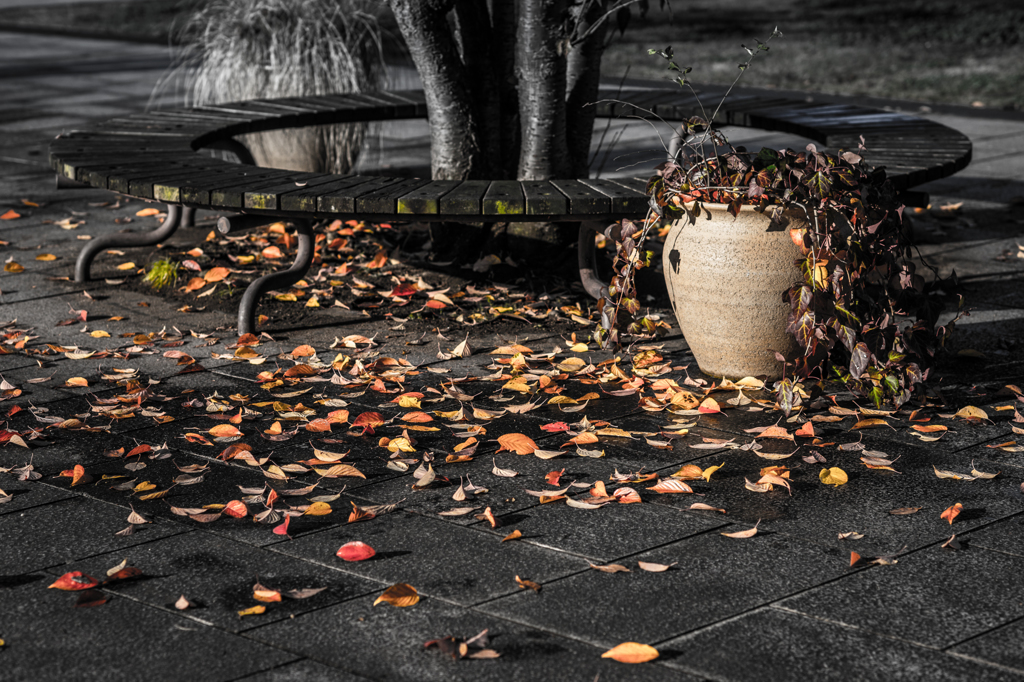 Fallen leaf (2)