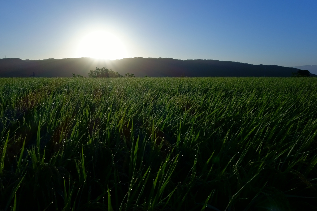 Morning of the rice field