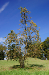 Small Japanese persimmon