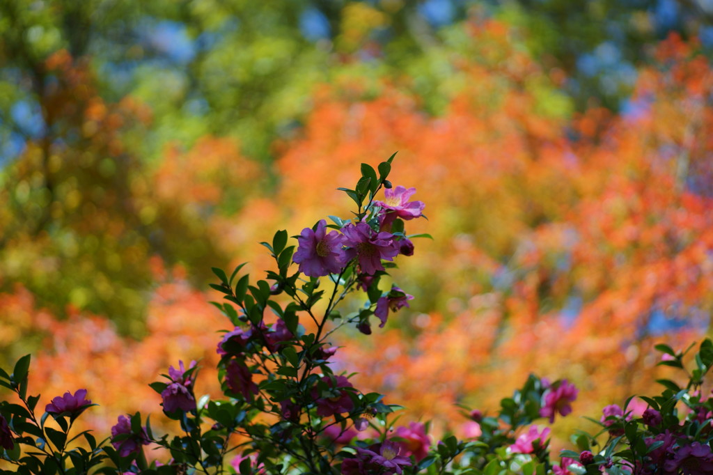 山茶花_P100mmｆ2 MMG test