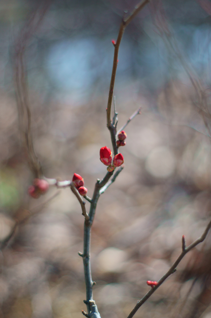 Red bud