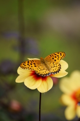 An autumn butterfly