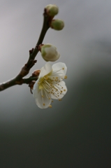 Plum blossoms