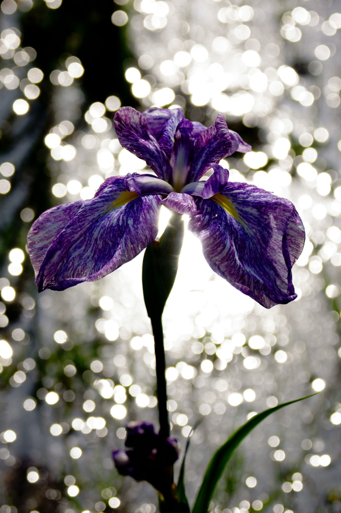Backlight