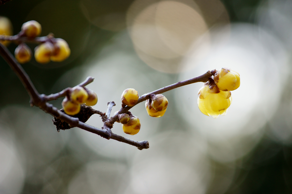 Whisper of bud
