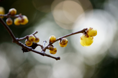 Whisper of bud