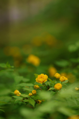 Green carpet
