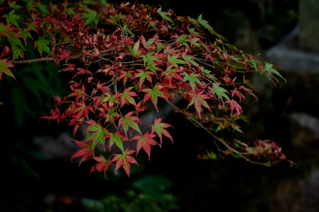 Colored leaves