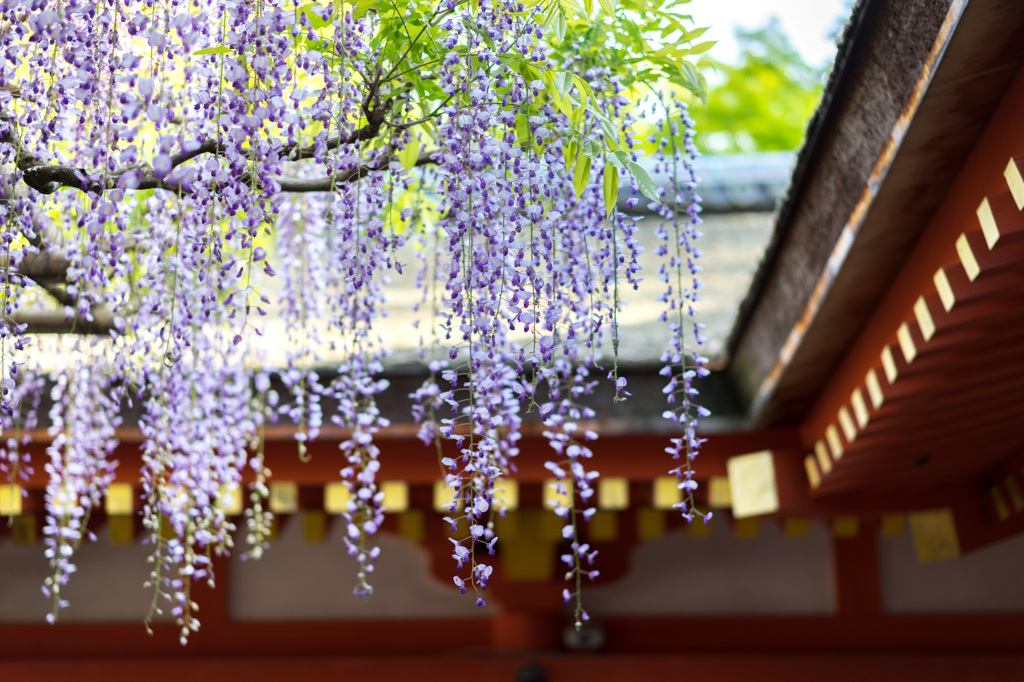 下り藤 (春日大社にて)