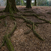 It roots