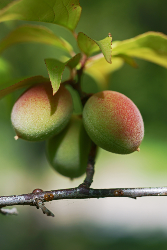 Fruit of  plum