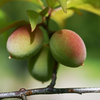 Fruit of  plum