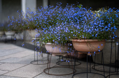 Blue flower