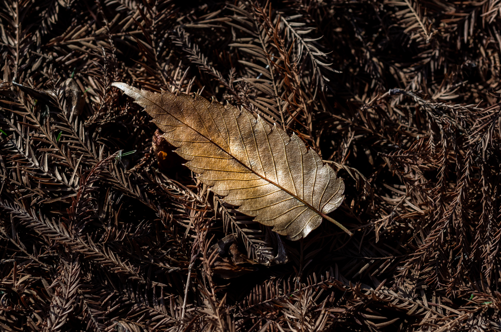 Dead leaf(1)