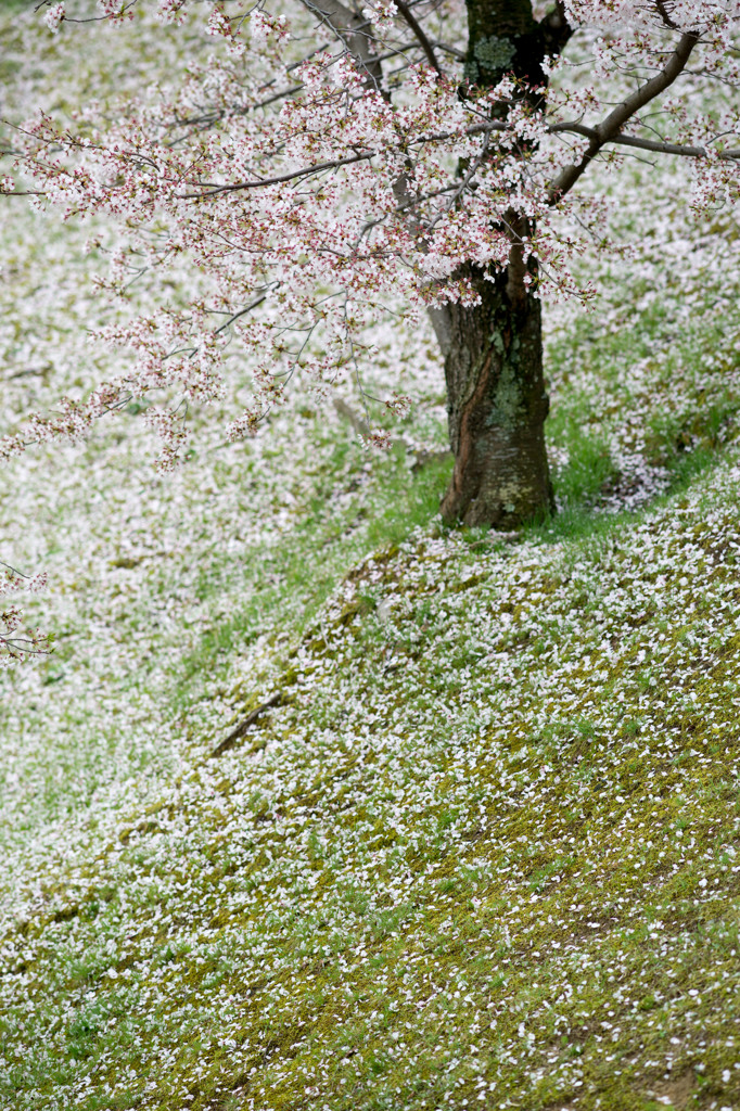 cherry Petal is scattered