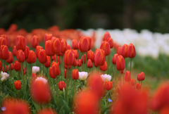Tulip (red)