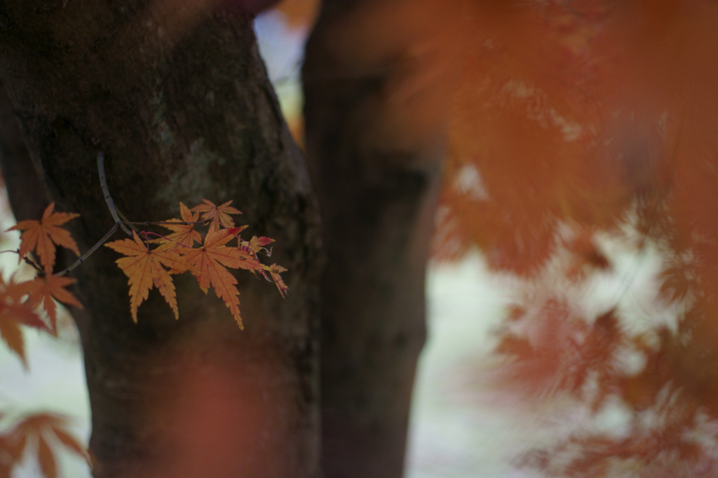 Autumn end (Fantasy)