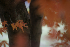 Autumn end (Fantasy)