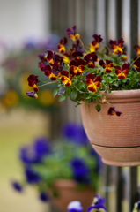 spring notice
