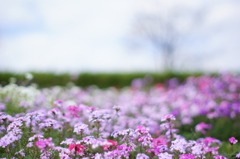I like Bokeh_3