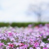I like Bokeh_3