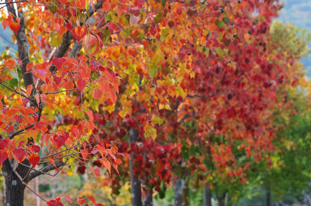 Autumn color (beautiful)