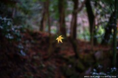 幻想的な風景