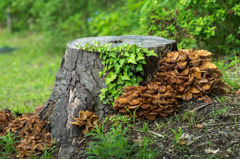 Stump of the forest